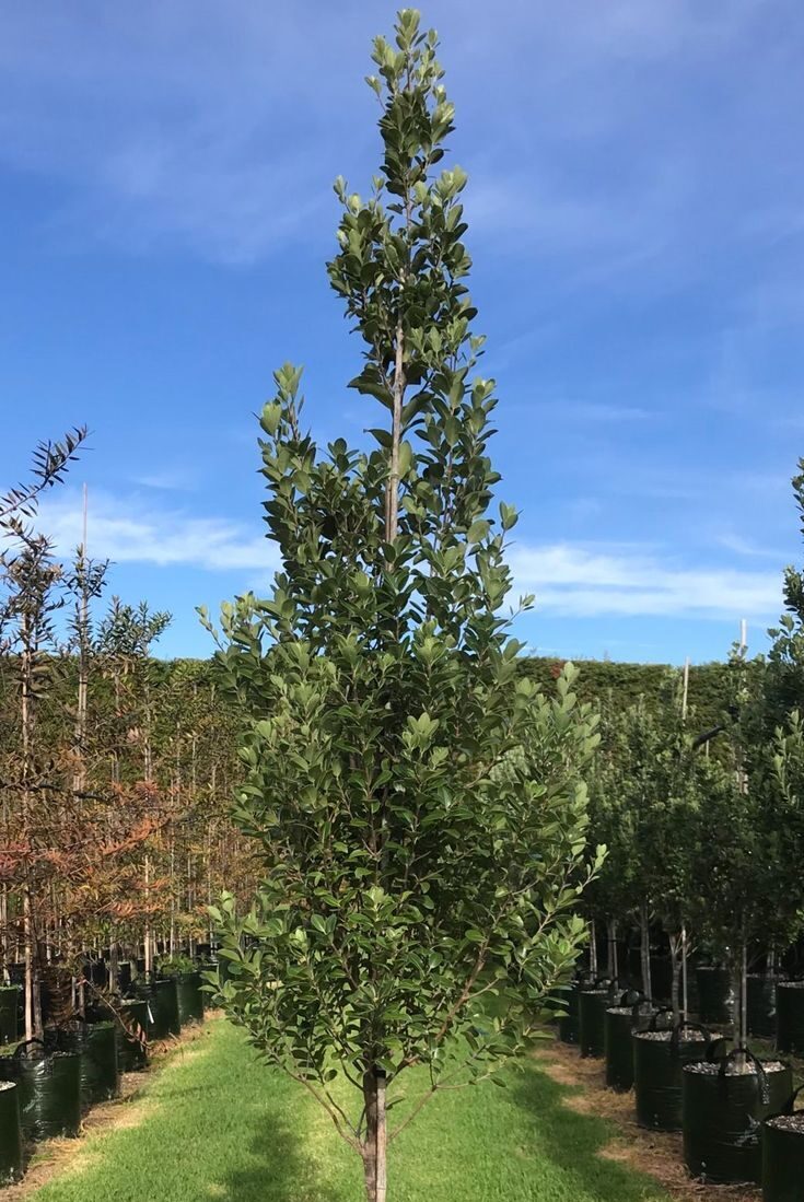 Pittosporum tenuifolium